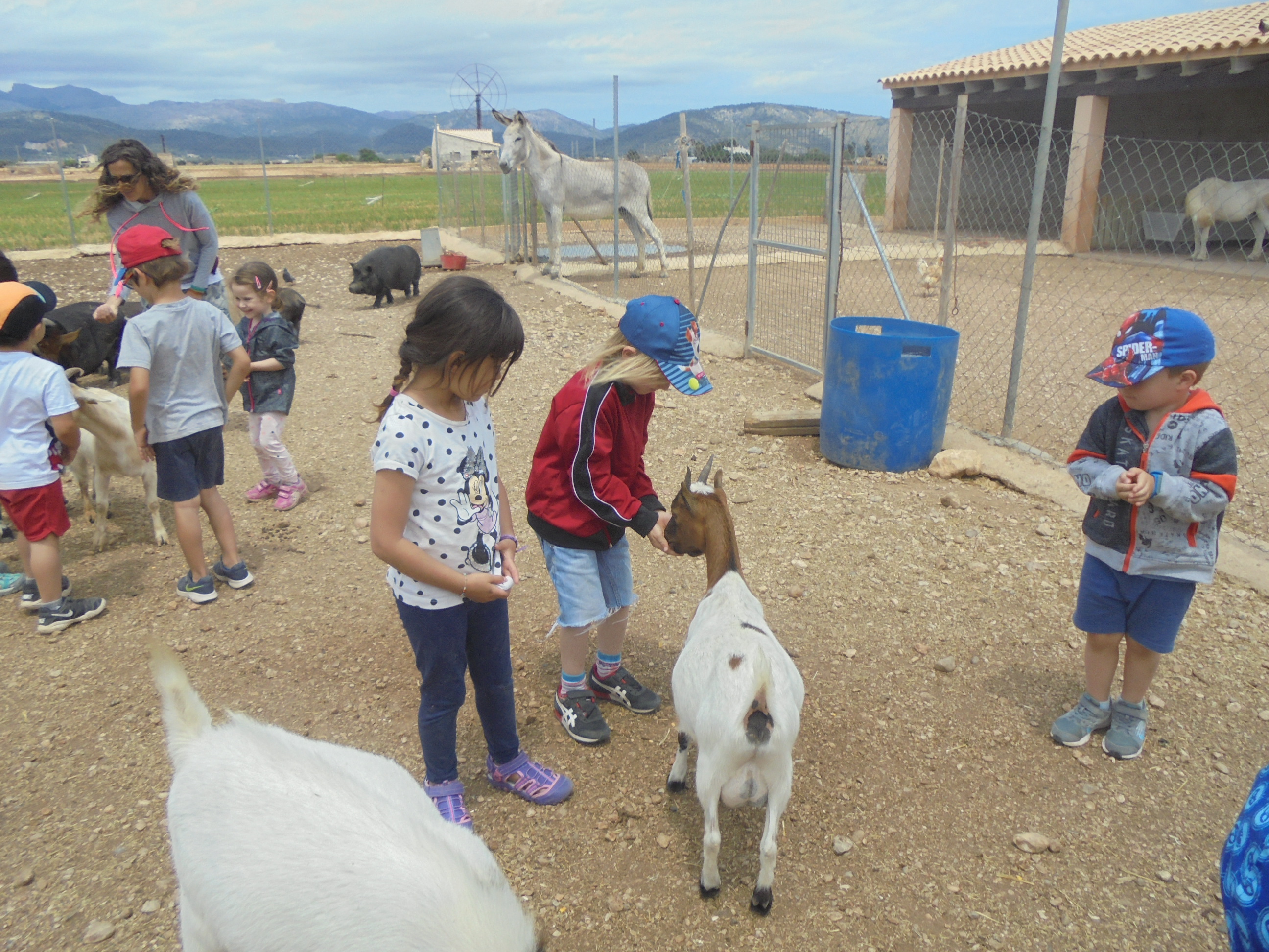  COLÒNIES A LA GRANJA ES MOLÍ