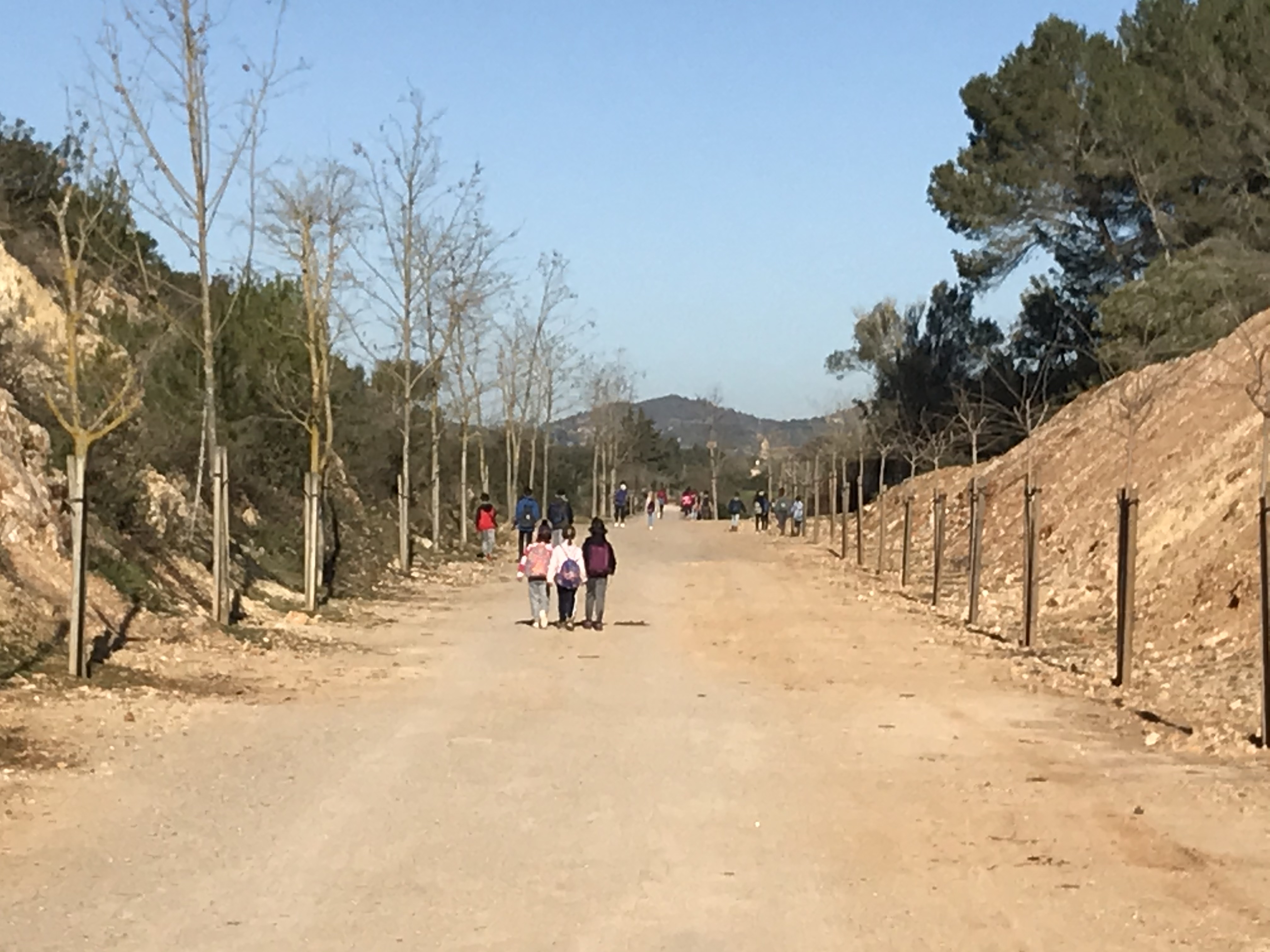 Reforestació del torrent de Son Carrió