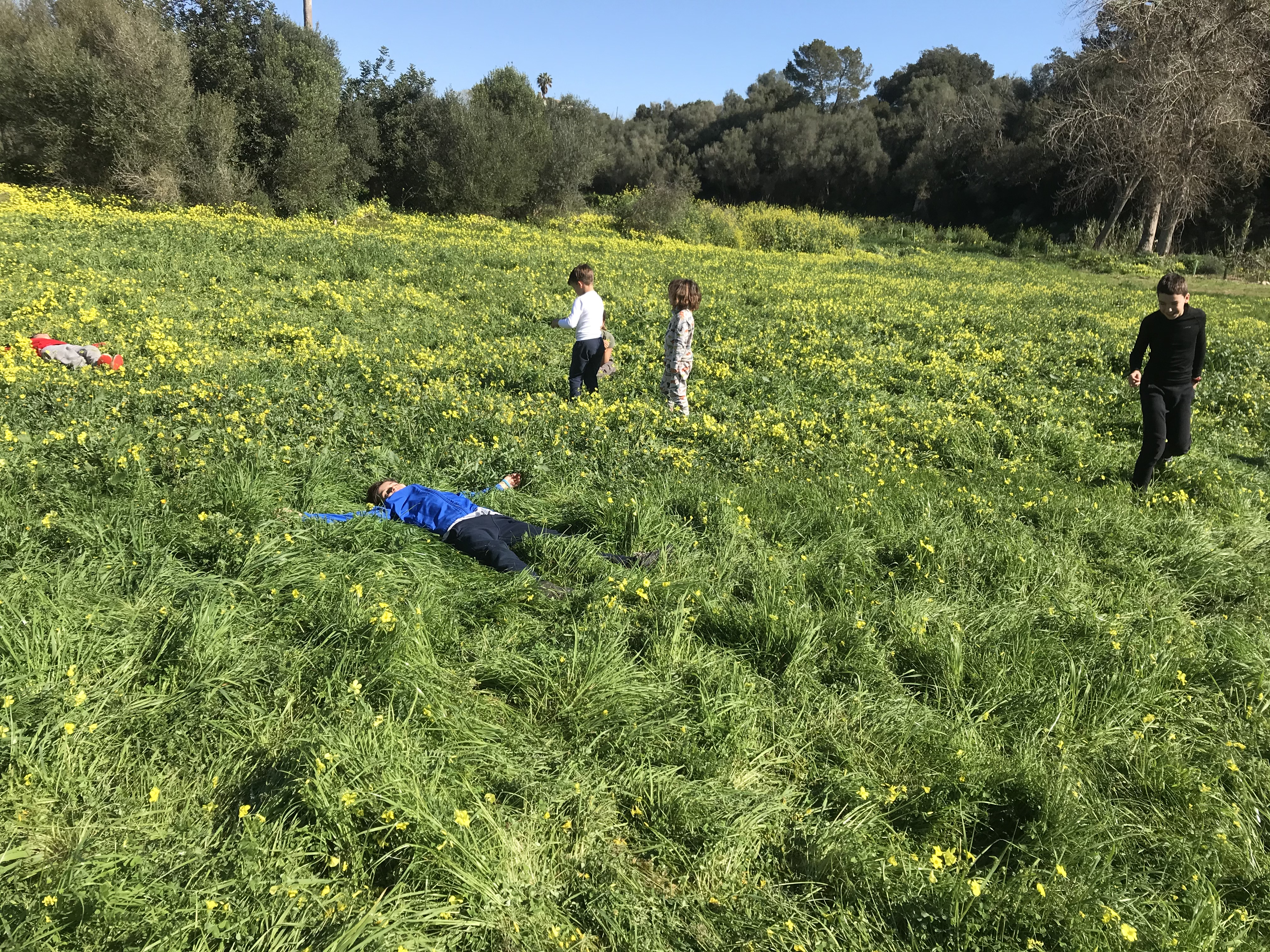 Reforestació del torrent de Son Carrió