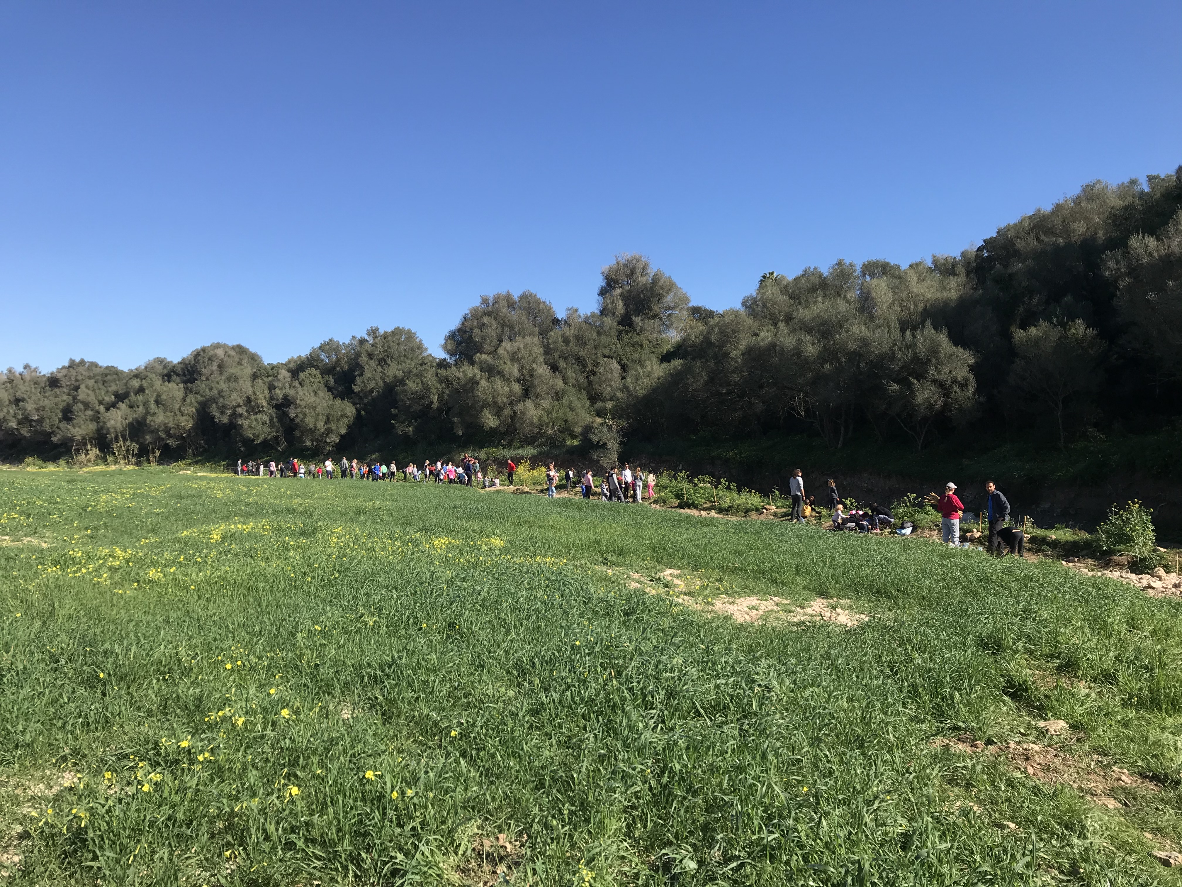 Reforestació del torrent de Son Carrió